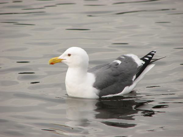 Photo of Larus occidentalis by Corey Cartwright